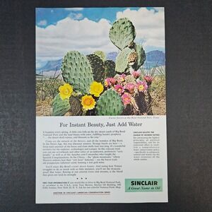 1959 Sinclair Oil Vintage Print Ad Cactus Flowers Big Bend National Park Texas